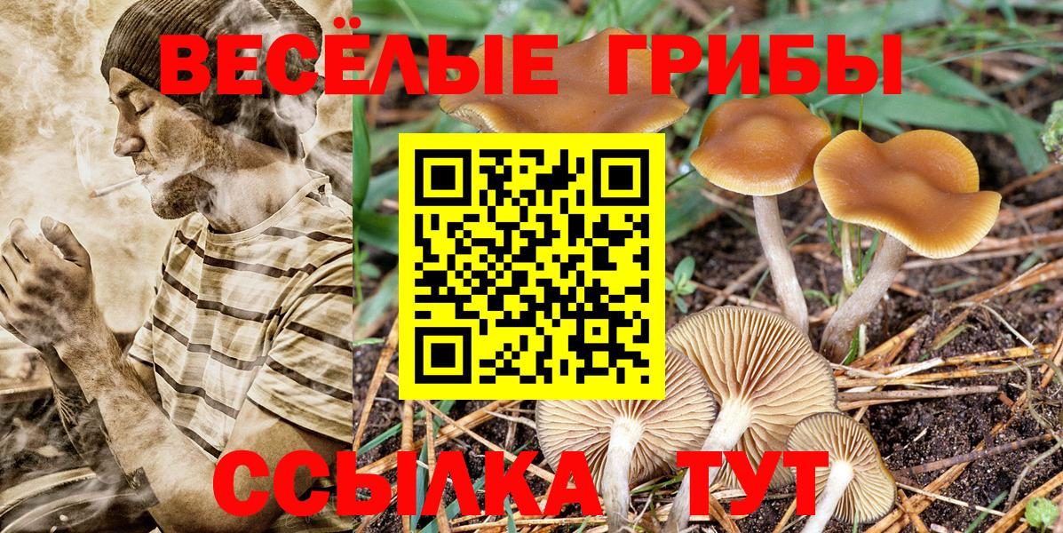 Галлюциногенные грибы прущие грибы Новоалександровск
